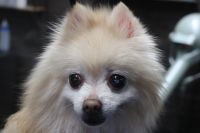 【ポメラニアン】ナノバブルオゾンシャンプーコースのご利用ありがとうございました。　全身をブラッシングしてからオゾン水を使ってシャンプー・リンシングをしてブローをしてお手入れしました。　爪が長く伸びてしまっていたのでカットして、足裏やお尻周りを汚れにくいようにしました◎　今日もとってもお利口さんにトリミングできました(^^)/栃木県真岡市　トリミングサロン221B