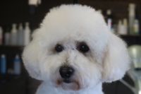 【プードル】ナノバブルオゾンシャンプーコースのご利用ありがとうございました。　爪切りやお耳掃除等をしてからナノバブルオゾン水を使ってシャンプー・リンシングをしました。　ブローをしてから目の周りをカットして足周りを綺麗にしてお手入れしました◎　今日もとってもお利口さんにトリミングできました(^^)/栃木県真岡市　トリミングサロン221B