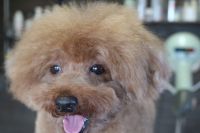 【プードル】ナノバブルオゾンシャンプーコースのご利用ありがとうございました。　全身をブラッシングしてからナノバブルオゾン水を使ってシャンプー・リンシングをしてブローをしました。　足裏や目の周りをカットして全身綺麗になりました◎　今日もとってもお利口さんにトリミングできました(^^)/栃木県真岡市　トリミングサロン221B