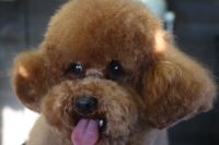 【プードル】ナノバブルオゾンシャンプーコースのご利用ありがとうございました。　全体的に縺れていたのでブラッシングをしてからシャンプーに入りました。　オゾン水を使ってシャンプーしてからブロー後に目の周りや足バリを入れてお手入れしました◎　次回は全身をカットして縺れにくいようにしましょう。　今日もとってもお利口さんにトリミングできました(^^)/栃木県真岡市　トリミングサロン221B