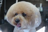 【mix】カットコースのご利用ありがとうございました。　体はあまりハサミを入れずに手足は揃える程度にしてお顔はいつもと同じようにカットしました。　寒い時期なので次回は全身を少し長めにカットする方向でいいと思います◎　爪切りやお耳掃除等のお手入れもして今日もとってもお利口さんにトリミングできました(^^)/栃木県真岡市　トリミングサロン221B