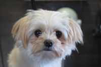 【mix】ナノバブルオゾンシャンプーコースのご利用ありがとうございました。　爪切などを済ませてからオゾン水を使ってシャンプー・リンシングをしました。　ブローをしてから足裏や足周りを整えてお手入れしました。　少しずつ慣れてくれればいいかなと思っております◎　今日もとってもお利口さんにトリミングできました(^^)/栃木県真岡市　トリミングサロン221B