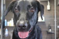 【mix】ナノバブルオゾンシャンプーコースのご利用ありがとうございました。　爪切りをしてからナノバブルオゾン水を使ってシャンプー・リンシングをしました。　全身綺麗になっていい香りになりました◎　今日もとってもお利口さんにトリミングできました(^^)/栃木県真岡市　トリミングサロン221B