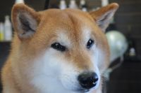 【柴犬】ナノバブルオゾンシャンプーコースのご利用ありがとうございました。　最初にブラッシングをしてある程度抜け毛を除去してからオゾン水を使ってシャンプーしました。　リンシングをしてブローをしてから爪切りや足裏を整えてお耳掃除をしてお手入れしました◎　今日もとってもお利口さんにトリミングできました(^^)/栃木県真岡市　トリミングサロン221B