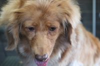 【mix】ナノバブルオゾンシャンプー＋部分カットのご利用ありがとうございました。　全身が長い状態なのでブラッシングをしてから爪切り・肛門腺・お耳掃除をしてシャンプーに入りました。　ブローをしてからお尻周りやアンダーラインにハサミを入れて部分的にカットをしました◎　今日もとってもお利口さんにトリミングできました(^^)/栃木県真岡市　トリミングサロン221B