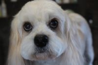 【mix】カットコースのご利用ありがとうございました。　体・手足は前回と同じ長さでカットしました。　お耳や尻尾は1cm程短くしてお顔はいつものような感じで作りました◎　　爪切りやお耳掃除等のお手入れもして今日もとってもお利口さんにトリミングできました(^^)/栃木県真岡市　トリミングサロン221B