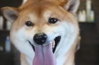 【柴犬】ナノバブルオゾンシャンプーコースのご利用ありがとうございました。　とても抜ける状態でしたのでブラッシングをしてある程度除去してからシャンプーに入りました。　ナノバブルオゾン水を使ってシャンプー・リンシングをして全身綺麗になりました◎　爪切りやお耳掃除もして今日もとってもお利口さんにトリミングできました(^^)/栃木県真岡市　トリミングサロン221B