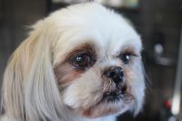 【シーズー】ナノバブルオゾンシャンプーコースのご利用ありがとうございました。　爪切りやお耳掃除をしてからオゾン水を使って湯煎してシャンプー・リンシングをしました。　ブローをしてから目の周りを少しカットしてお手入れしました◎　今日もとってもお利口さんにトリミングできました(^^)/栃木県真岡市　トリミングサロン221B