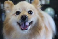 【mix】ナノバブルオゾンシャンプーコース＋部分カットのご利用ありがとうございました。　ブラッシングをして爪切り等を済ませてからナノバブルオゾン水を使ってシャンプー・リンシングをしました。　ブローをしてから足周りを整えてお尻をカットして綺麗になりました◎　今日もとってもお利口さんにトリミングできました(^^)/栃木県真岡市　トリミングサロン221B