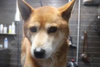 【柴犬】ナノバブルオゾンシャンプーコースのご利用ありがとうございました。　全身をブラッシングしてからナノバブルオゾン水を使ってシャンプー・リンシングをしてブローをしました。　爪切りやお耳掃除のお手入れもして全身綺麗になりました◎　今日もとってもお利口さんにトリミングできました(^^)/栃木県真岡市　トリミングサロン221B