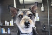 【mix】カットコースのご利用ありがとうございました。　爪切りやお耳掃除をしてからナノバブルオゾン水を使ってシャンプー・リンシングをしました。　ブローをしてから前回と同じ長さで体・手足を揃えました。　お顔もいつもの感じにカットしてスッキリサッパリになりました◎　今日もとってもお利口さんにトリミングできました(^^)/栃木県真岡市　トリミングサロン221B