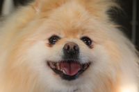 【ポメラニアン】ナノバブルオゾンシャンプーコースのご利用ありがとうございました。　ブラッシングをしてからオゾン水を使ってシャンプー・リンシングをしました。　ブローをしてから足裏や足周りを整えてお尻を汚れにくいようにしました◎　今日もとってもお利口さんにトリミングできました(^^)/栃木県真岡市　トリミングサロン221B