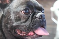 【フレブル】ナノバブルオゾンシャンプーコースのご利用ありがとうございました。　オゾン水を使って湯煎してからシャンプー・リンシングをしてブローをしました。　爪切りやお耳掃除をして全身綺麗になりました◎　今日もとってもお利口さんにトリミングできました(^^)/栃木県真岡市　トリミングサロン221B