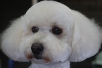 【プードル】カットコースのご利用ありがとうございました。　　伸びている状態でしたので最初にブラッシングをしっかりとしてからシャンプーに入りました。　ナノバブルオゾン水を使ってシャンプーした後にブローをして、全身のカット・爪切りやお耳掃除等のお手入れをしました◎　今日もとってもお利口さんにトリミングできました(^^)/栃木県真岡市　トリミングサロン221B