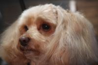 【mix】カットコースのご利用ありがとうございました。　6㎜の長さで全身を揃えました。　爪切りやお耳掃除等のお手入れをしてからシャンプーをしてブロー後に仕上げのカットをしました。　お耳や尻尾も少しカットしてスッキリサッパリになりました◎　今日もとってもお利口さんにトリミングできました(^^)/栃木県真岡市　トリミングサロン221B