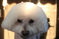 【ビション】カットコースのご利用ありがとうございました。　全身をブラッシングしてからシャンプーブローをしてカットに入りました。　前回と同じ長さで全身を揃えて、爪切りやお耳掃除等のお手入れもしました◎　今日もとってもお利口さんにトリミングできました(^^)/栃木県真岡市　トリミングサロン221B