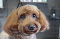 【mix】カットコースのご利用ありがとうございました。　爪切りやお耳掃除・肛門腺絞り等をしてからナノバブルオゾン水を使ってシャンプーした後にカットに入りました。　6㎜の長さで全身を揃えて、お耳も少しカットしました◎　今日もとってもお利口さんにトリミングできました(^^)/栃木県真岡市　トリミングサロン221B