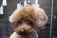 【プードル】カットコースのご利用ありがとうございました。　全身をブラッシングして爪切りやお耳掃除等をしてからシャンプーブローをしました。　全身を8㎜の長さで揃えてスッキリサッパリになりました◎　　今日もとってもお利口さんにトリミングできました(^^)/栃木県真岡市　トリミングサロン221B