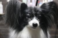 【パピオン】ナノバブルオゾンシャンプーコースのご利用ありがとうございました。　爪切りやお耳掃除等のお手入れをしてからナノバブルオゾン水を使ってシャンプーリンシングをしました。　ブローをしてから足裏や足周りを整えて、陰部周りを汚れにくいようにしました◎　今日もとってもお利口さんにトリミングできました(^^)/栃木県真岡市　トリミングサロン221B