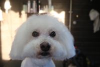 【ビション】カットコースのご利用ありがとうございました。　伸びてしまっている状態でしたのでブラッシングをして爪切りやお耳掃除をしてからシャンプーに入りました。　ブローをしてから全身をカットしてスッキリサッパリになりました◎　今日もとってもお利口さんにトリミングできました(^^)/栃木県真岡市　トリミングサロン221B