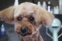 【プードル】カットコースのご利用ありがとうございました。　体は寒くない程度に短め、お顔は小さめにカットしました。　爪切りやお耳掃除をしてナノバブルオゾン水を使ってシャンプー・リンシングをしてからカットに入りました。　全身綺麗になりました◎　今日もとってもお利口さんにトリミングできました(^^)/栃木県真岡市　トリミングサロン221B