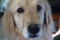 【ゴールデン】ナノバブルオゾンシャンプーコースのご利用ありがとうございました。　全身をブラッシングしてからナノバブルオゾン水を使ってシャンプー・リンシングをしました。　ブローをしてから足裏や足周りを整えてお髭をカットしてお手入れしました◎　　今日もとってもお利口さんにトリミングできました(^^)/栃木県真岡市　トリミングサロン221B