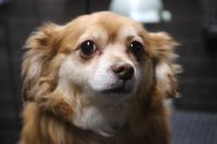 【mix】カットコースのご利用ありがとうございました。　ブラッシングをしてからナノバブルオゾン水を使ってシャンプーしてからカットに入りました。　お尻・アンダーライン・フロントをカットしてスッキリしたラインになりました◎　今日もとってもお利口さんにトリミングできました(^^)/栃木県真岡市　トリミングサロン221B