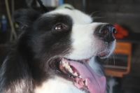 【ボーダーコリー】ナノバブルオゾンシャンプーコースのご利用ありがとうございました。　全身をブラッシングしてからナノバブルオゾン水を使ってシャンプー・リンシングをしました。　ブローをしてから爪切りや足周りを整えてお耳掃除をしてお手入れしました◎　今日もとってもお利口さんにトリミングできました(^^)/栃木県真岡市　トリミングサロン221B