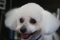 【ビション】カットコースのご利用ありがとうございました。　ブラッシングをしてから爪切り・肛門腺絞り等のお手入れをしてシャンプーに入りました。　ナノバブルオゾン水を使ってシャンプーしてから全身をカットしました。　目の周りは特に短めにして汚れにくいようにしました◎　今日もとってもお利口さんにトリミングできました(^^)/栃木県真岡市　トリミングサロン221B