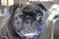 【パグ】ナノバブルオゾンシャンプーコースのご利用ありがとうございました。　オゾン水を使って湯煎してからシャンプー・リンシングをしました。　ブローをしてから爪切りやお耳掃除をして全身綺麗になりました◎　今日もとってもお利口さんにトリミングできました(^^)/栃木県真岡市　トリミングサロン221B