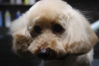 【プードル】カットコースのご利用ありがとうございました。　全身を5mmの長さでカットしてお手入れしました。　オゾン水を使ってシャンプーしてからブロー後に仕上げのカットをして、爪切りやお耳掃除等のお手入れをして全身綺麗になりました◎　　今日もとってもお利口さんにトリミングできました(^^)/栃木県真岡市　トリミングサロン221B