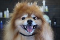 【ポメラニアン】ナノバブルオゾンシャンプー＋部分カットのご利用ありがとうございました。　ブラッシングをして縺れを解いてからナノバブルオゾン水を使ってシャンプー・リンシングをしました。　爪切りや足周りを整えてお耳掃除をして全身綺麗になりました◎　今日もとってもお利口さんにトリミングできました(^^)/栃木県真岡市　トリミングサロン221B