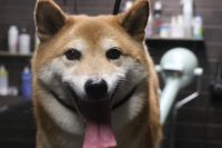 【柴犬】ナノバブルオゾンシャンプーコースのご利用ありがとうございました。　オゾン水を使って湯煎してからシャンプー・リンシングをしました。　ブローをしてから爪切りや足裏を綺麗にしてお耳掃除・肛門腺等のチェックをしました◎　今日もとってもお利口さんにトリミングできました(^^)/栃木県真岡市　トリミングサロン221B