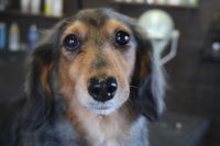 【ダックス】カットコースのご利用ありがとうございました。　爪切りやお耳掃除等をしてからナノバブルオゾン水を使ってシャンプーしました。　ブローをしてから出ている部分をシザーでカットしてスッキリしたラインになりました◎　　今日もとってもお利口さんにトリミングできました(^^)/栃木県真岡市　トリミングサロン221B