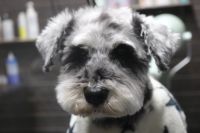 【シュナウザー】ナノバブルオゾンシャンプーコースのご利用ありがとうございました。　全身をブラッシングしてからオゾン水を使ってシャンプー・リンシングをしました。　ブローをしてから目の周りやお耳掃除・爪切り等のお手入れをして全身綺麗になりました◎　今日もとってもお利口さんにトリミングできました(^^)/栃木県真岡市　トリミングサロン221B