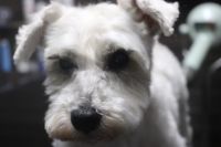 【シュナウザー】ナノバブルオゾンシャンプーコースのご利用ありがとうございました。　まだ寒い時期なので今日はシャンプーブローをして目の周りをカットしてお手入れしました。　お耳掃除・爪切り等をして全身綺麗になりました◎　今日もとってもお利口さんにトリミングできました(^^)/栃木県真岡市　トリミングサロン221B