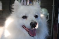 【スピッツ】ナノバブルオゾンシャンプーコースのご利用ありがとうございました。　全身をブラッシングして縺れを解いてからシャンプーに入りました。　ナノバブルオゾン水を使ってシャンプー・リンシングをして全身綺麗になりました◎　今日もとってもお利口さんにトリミングできました(^^)/栃木県真岡市　トリミングサロン221B