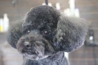 【プードル】カットコースのご利用ありがとうございました。　爪切りやお耳掃除等のお手入れをしてからナノバブルオゾン水を使ってシャンプーしました。　ブローをしてから全身を6㎜の長さに揃えてスッキリサッパリになりました◎　今日もとってもお利口さんにトリミングできました(^^)/栃木県真岡市　トリミングサロン221B