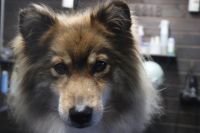 【mix】カットコースのご利用ありがとうございました。　ブラッシングをしてデスコートを除去してからオゾン水を使ってシャンプー・リンシングをしてブローをしました。　アウトラインをカットしてお尻やアンダーライン・フロントラインをスッキリさせてお手入れしました◎　今日もとってもお利口さんにトリミングできました(^^)/栃木県真岡市　トリミングサロン221B