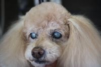 【プードル】カットコースのご利用ありがとうございました。　足バリを入れて体・手足はいつもの長さにカットしました。　お耳は伸ばしていくとの事でそのままにして、お顔は小さめに作りました◎　爪切りやお耳掃除等のお手入れもして今日もとってもお利口さんにトリミングできました(^^)/栃木県真岡市　トリミングサロン221B