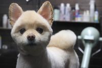 【ポメラニアン】カットコースのご利用ありがとうございました。　最初に粗刈りをしてから爪切りやお耳掃除等をしてシャンプーに入りました。　オゾン水を使ってシャンプーしてからブロー後に仕上げのカットをしました。　柴犬風になってスッキリサッパリになりました◎　今日もとってもお利口さんにトリミングできました(^^)/栃木県真岡市　トリミングサロン221B