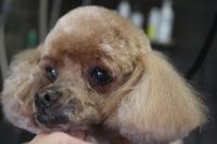 【プードル】カットコースのご利用ありがとうございました。　爪切りやお耳掃除をしてからオゾン水を使ってシャンプー・リンシングをしてブローをしました。　前回と同じ長さで全身をカットしてスッキリサッパリになりました◎　今日もとってもお利口さんにトリミングできました(^^)/栃木県真岡市　トリミングサロン221B