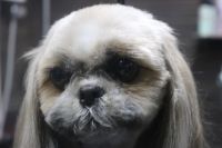 【シーズー】カットコースのご利用ありがとうございました。　ナノバブルオゾン水を使ってシャンプー・リンシングをしてブローをした後にカットに入りました。　お耳や尻尾はそのままにして5mmの長さで全身をカットしました◎　爪切りやお耳掃除もして今日もとってもお利口さんにトリミングできました(^^)/栃木県真岡市　トリミングサロン221B