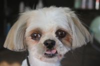 【シーズー】カットコースのご利用ありがとうございました。　全身をブラッシングして爪切りやお耳掃除等をしてからシャンプーに入りました。　ナノバブルオゾン水を使ってシャンプーした後に全身を5mmの長さで揃えました◎　手術の方も無事終わったようで良かったです。　今日もとってもお利口さんにトリミングできました(^^)/栃木県真岡市　トリミングサロン221B