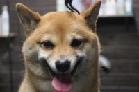 【豆柴】ナノバブルオゾンシャンプーコースのご利用ありがとうございました。　換毛期が少し始まっているようなので全身をブラッシングしてからオゾン水を使ってシャンプー・リンシングをしました。　ブローをしてから爪切りやお耳掃除等のお手入れをして全身綺麗になりました◎　今日もとってもお利口さんにトリミングできました(^^)/栃木県真岡市　トリミングサロン221B