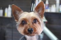 【ヨーキー】カットコースのご利用ありがとうございました。　最初にブラッシングをしてから爪切り等をしてシャンプーに入りました。　ナノバブルオゾン水を使ってシャンプー・リンシングをしてからカットに入りました。8㎜の長さに揃えてお顔は揃える程度にしました◎　今日もとってもお利口さんにトリミングできました(^^)/栃木県真岡市　トリミングサロン221B