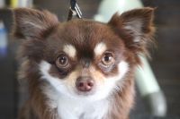 【チワワ】ナノバブルオゾンシャンプーコースのご利用ありがとうございました。　爪切りやお耳掃除等をしてからナノバブルオゾン水を使ってシャンプー・リンシングをしました。　ブローをしてから足周りを整えてお手入れしました◎　少し慣れてくれたようで今日もとってもお利口さんにトリミングできました(^^)/栃木県真岡市　トリミングサロン221B