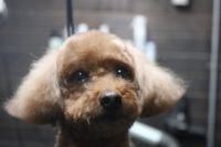 【mix】カットコースのご利用ありがとうございました。　全身をブラッシングして縺れをほぐしてからオゾン水を使ってシャンプーしました。　ブローをしてから全身を5mmの長さに揃えてスッキリサッパリになりました◎　爪切りやお耳掃除もして今日もとってもお利口さんにトリミングできました(^^)/栃木県真岡市　トリミングサロン221B 