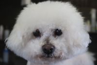 【ビション】ナノバブルオゾンシャンプーコースのご利用ありがとうございました。　爪切りやお耳掃除をしてからオゾン水を使ってシャンプーしました。　ブローをしてから足周りを整えて目の周りをカットして全身綺麗になりました◎　今日もとってもお利口さんにトリミングできました(^^)/栃木県真岡市　トリミングサロン221B