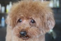 【プードル】ナノバブルオゾンシャンプーコースのご利用ありがとうございました。　最初にブラッシングをしてからオゾン水を使ってシャンプー・リンシングをしました。　ブローをしてから目の周りをカットしてお耳掃除をしてフワフワになりました◎　今日もとってもお利口さんにトリミングできました(^^)/栃木県真岡市　トリミングサロン221B